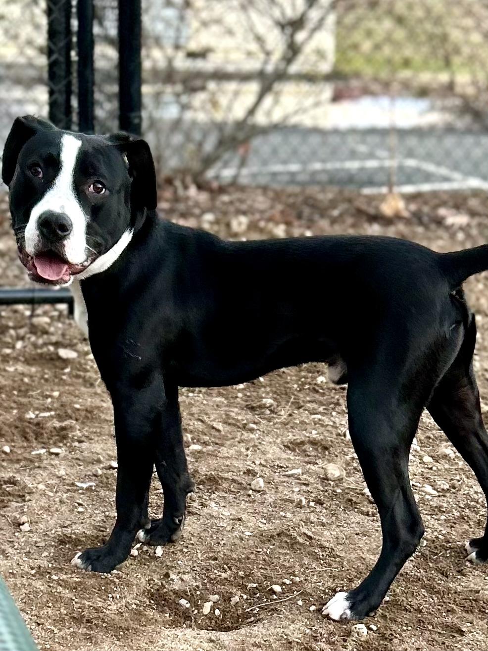 Enlarge Kairo, a ADOPTABLE Pit Bull Terrier in Westfield, MA image 1/3