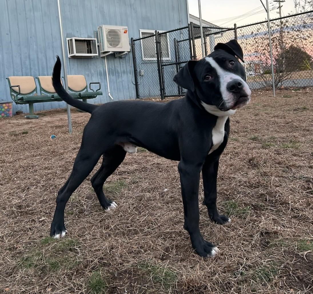 Enlarge Kairo, a ADOPTABLE Pit Bull Terrier in Westfield, MA image 2/3