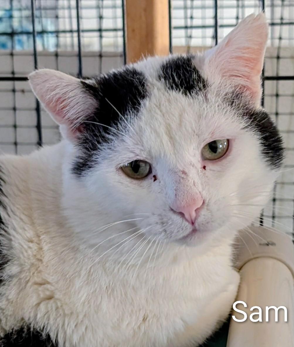Enlarge Sam, a ADOPTABLE Domestic Short Hair in Colfax, IA image 1/1