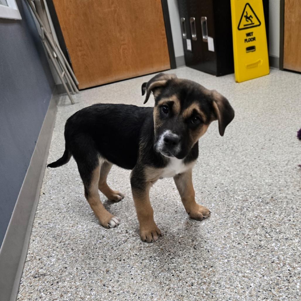 Tracker, Adoptable, Puppy Male Treeing Walker Coonhound.