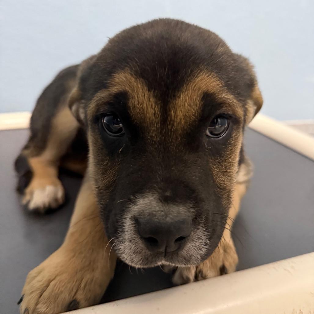 Enlarge Tracker, a Adoptable mixed breed in Detroit Lakes, MN image 2/2