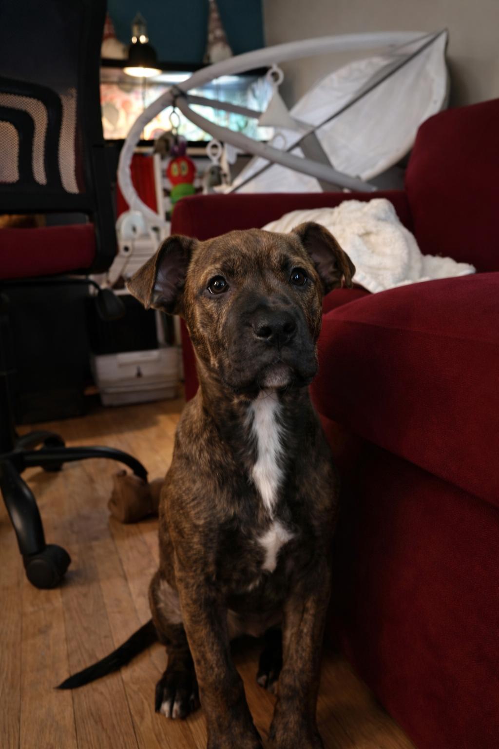 Enlarge Priya, an adopted Mixed Breed in Kenosha, WI image 4/4