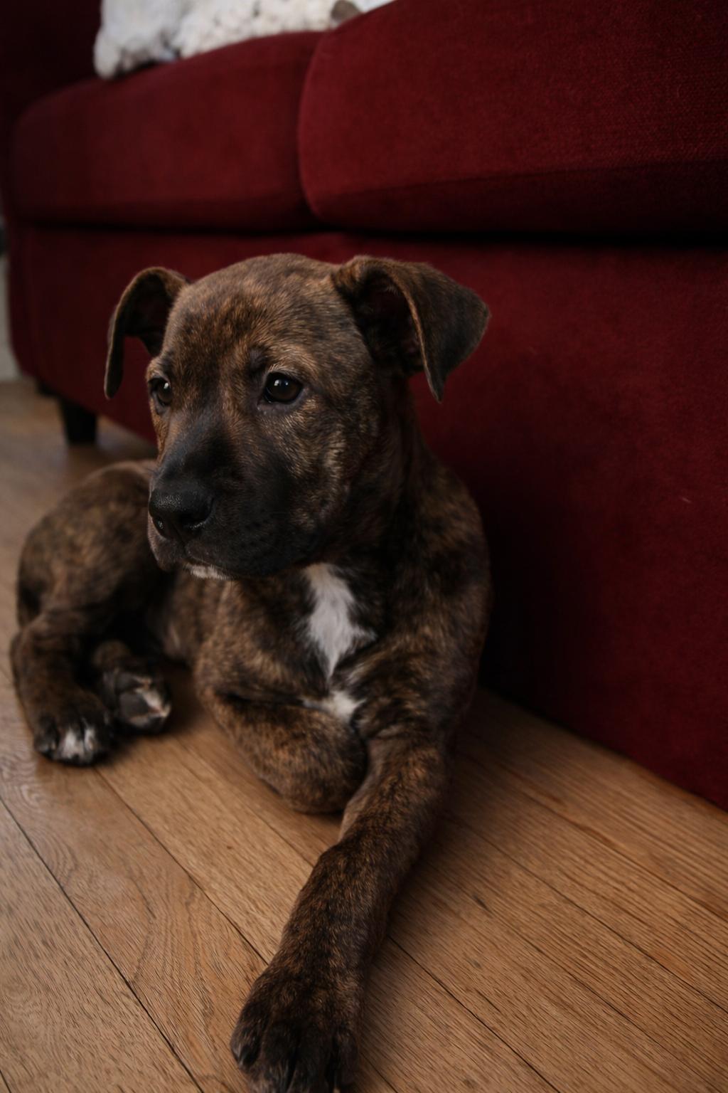 Enlarge Priya, an adopted Mixed Breed in Kenosha, WI image 2/4