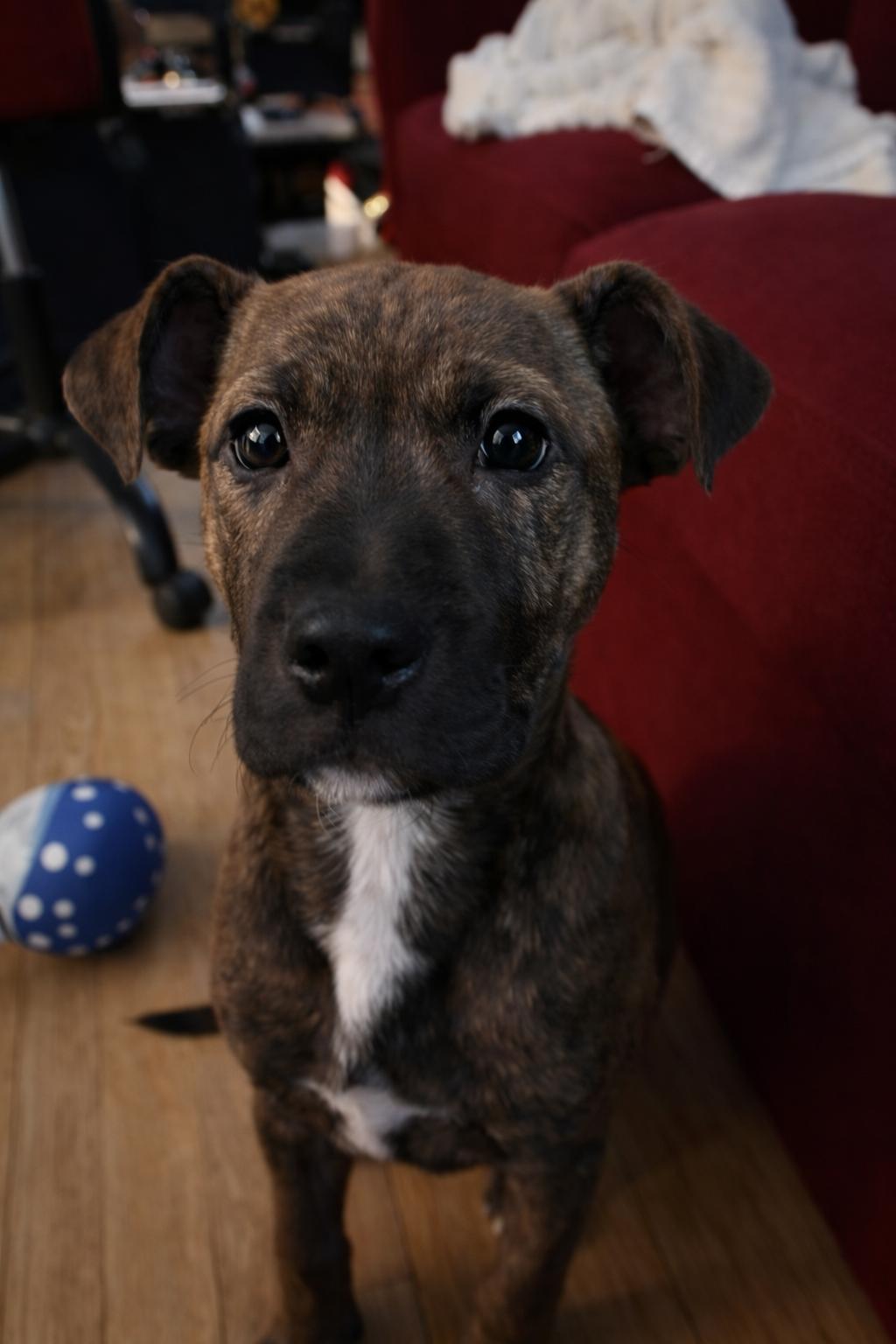 Enlarge Priya, an adopted Mixed Breed in Kenosha, WI image 3/4