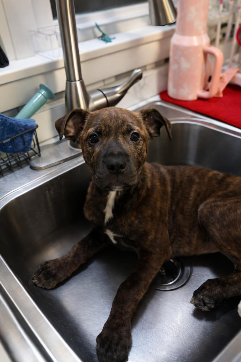 Priya, adopted, Puppy Female Mixed Breed.