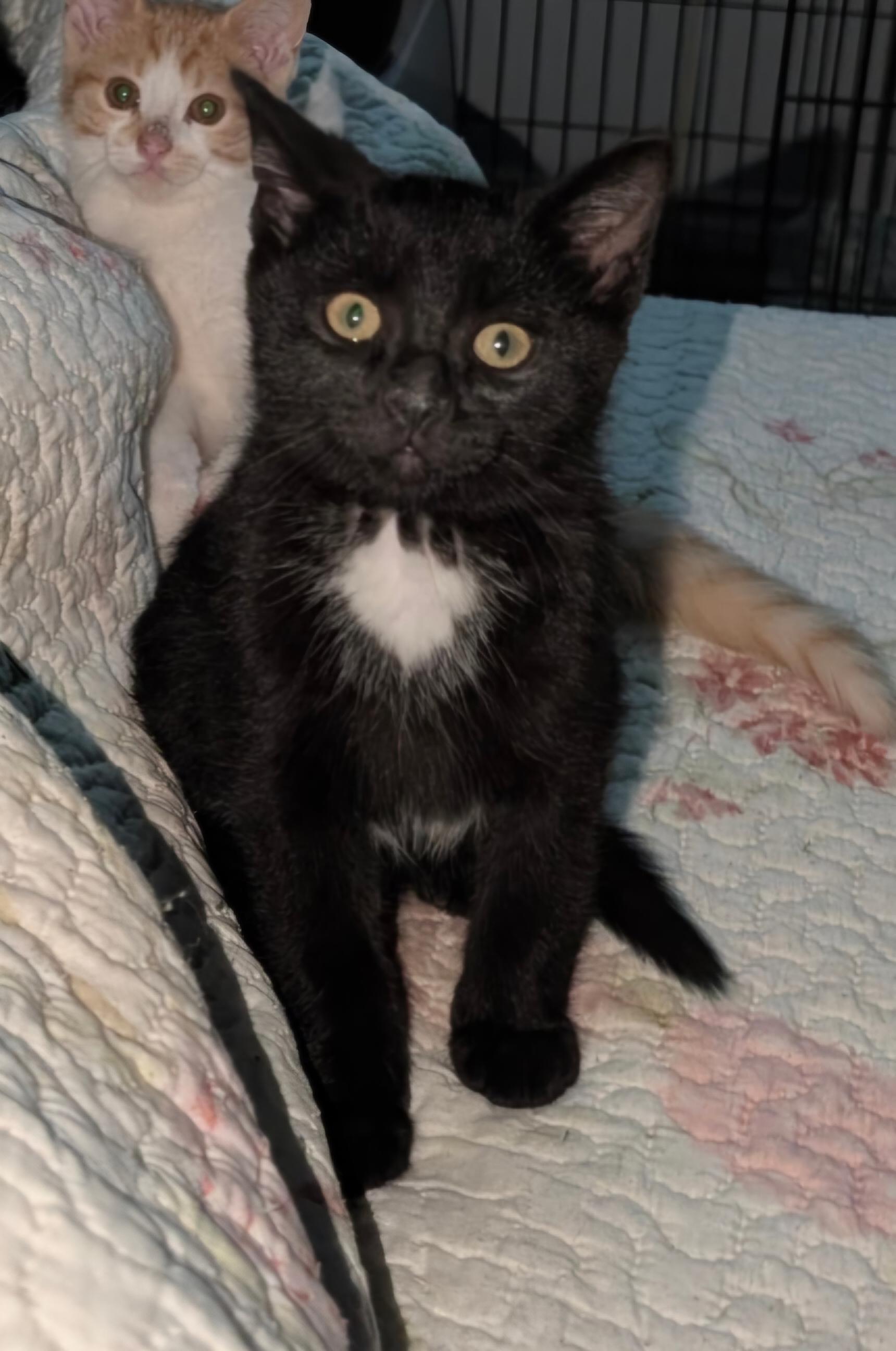 Enlarge Nicky, a Adopted Domestic Short Hair in Bristol, QC image 1/2