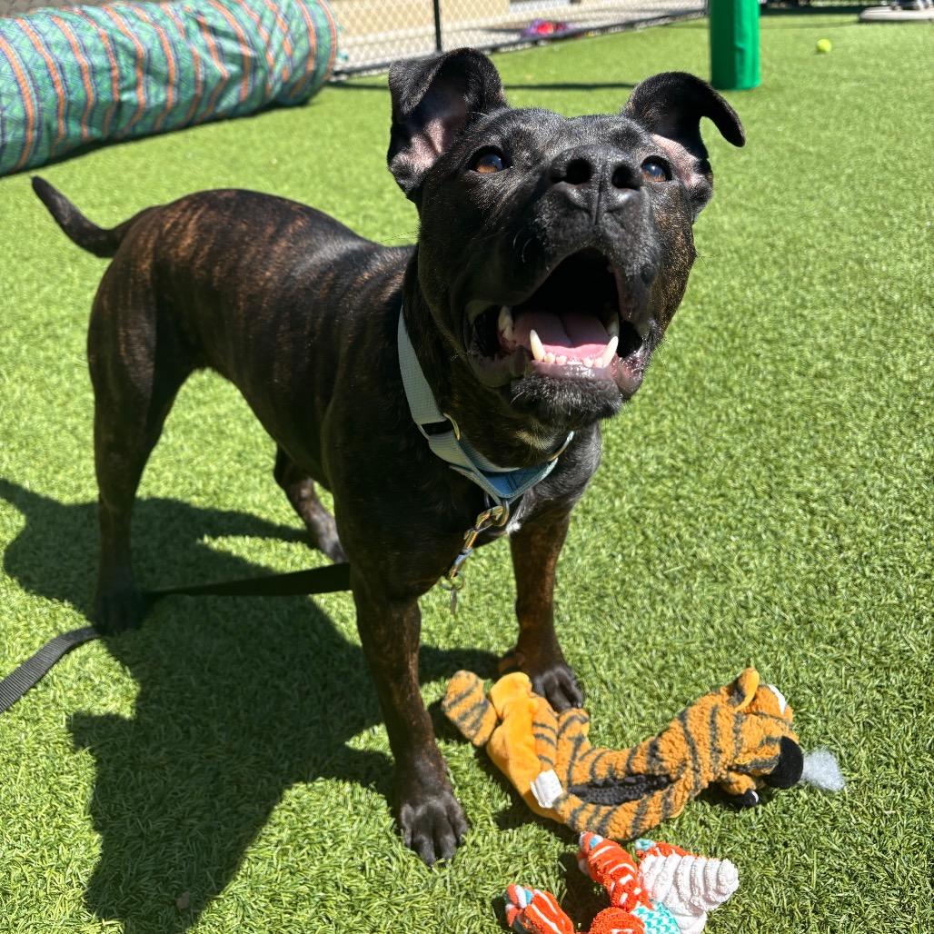 Mercy, Adoptable, Young Female Mixed Breed.