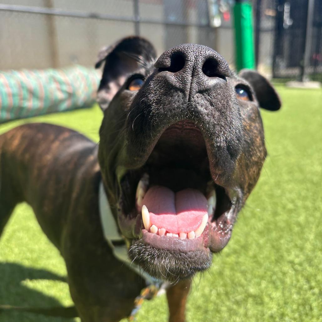 Enlarge Mercy, a Adoptable Mixed Breed in Washington Township, OH image 2/6