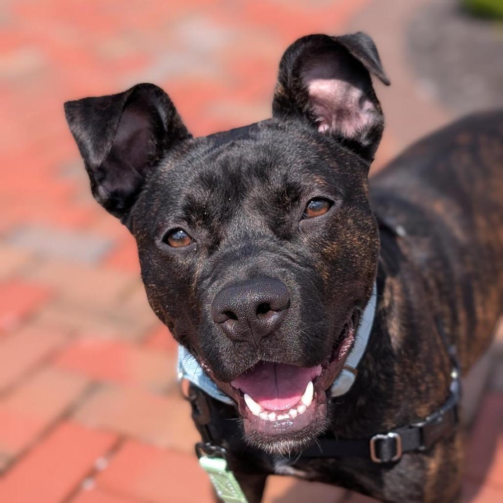 Mercy, Adoptable, Young Female Mixed Breed.