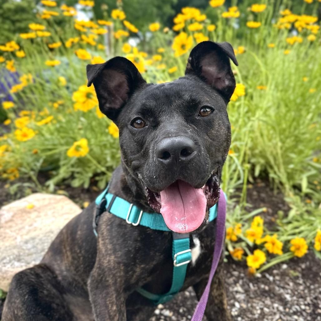 Mochi, a Adoptable Mixed Breed in Washington Township, OH image 1/6