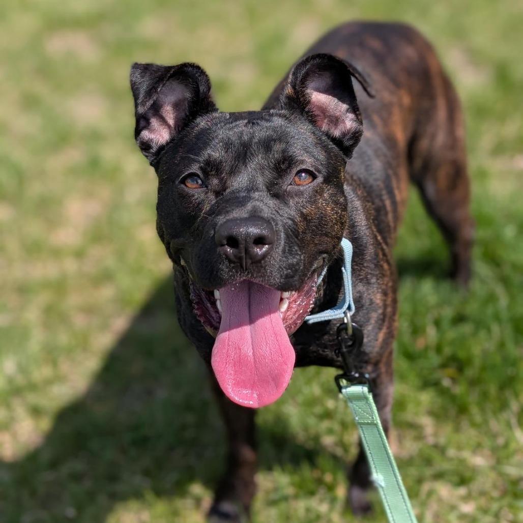 Enlarge Mercy, a Adoptable Mixed Breed in Washington Township, OH image 2/6