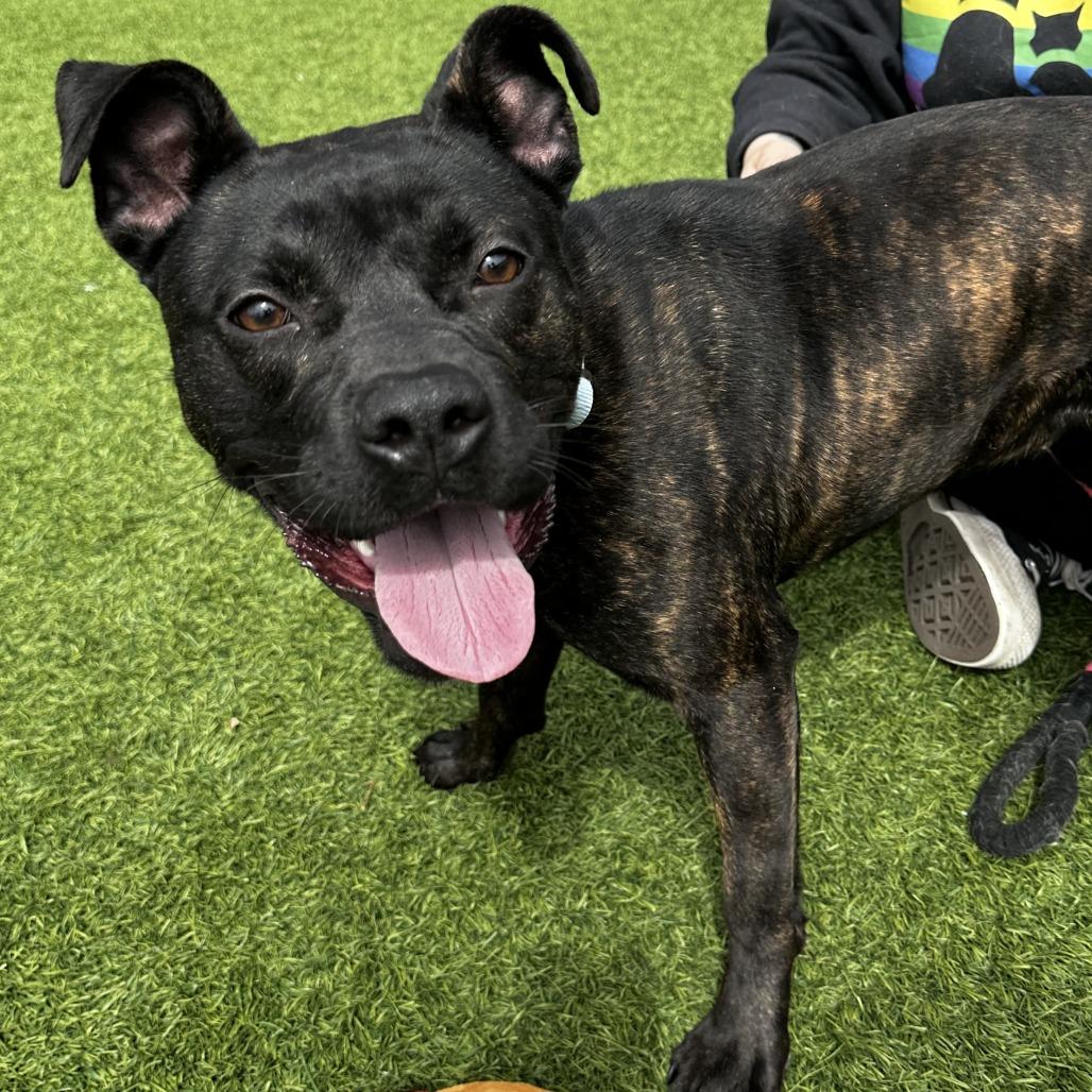 Enlarge Mercy, a Adoptable Mixed Breed in Washington Township, OH image 1/5