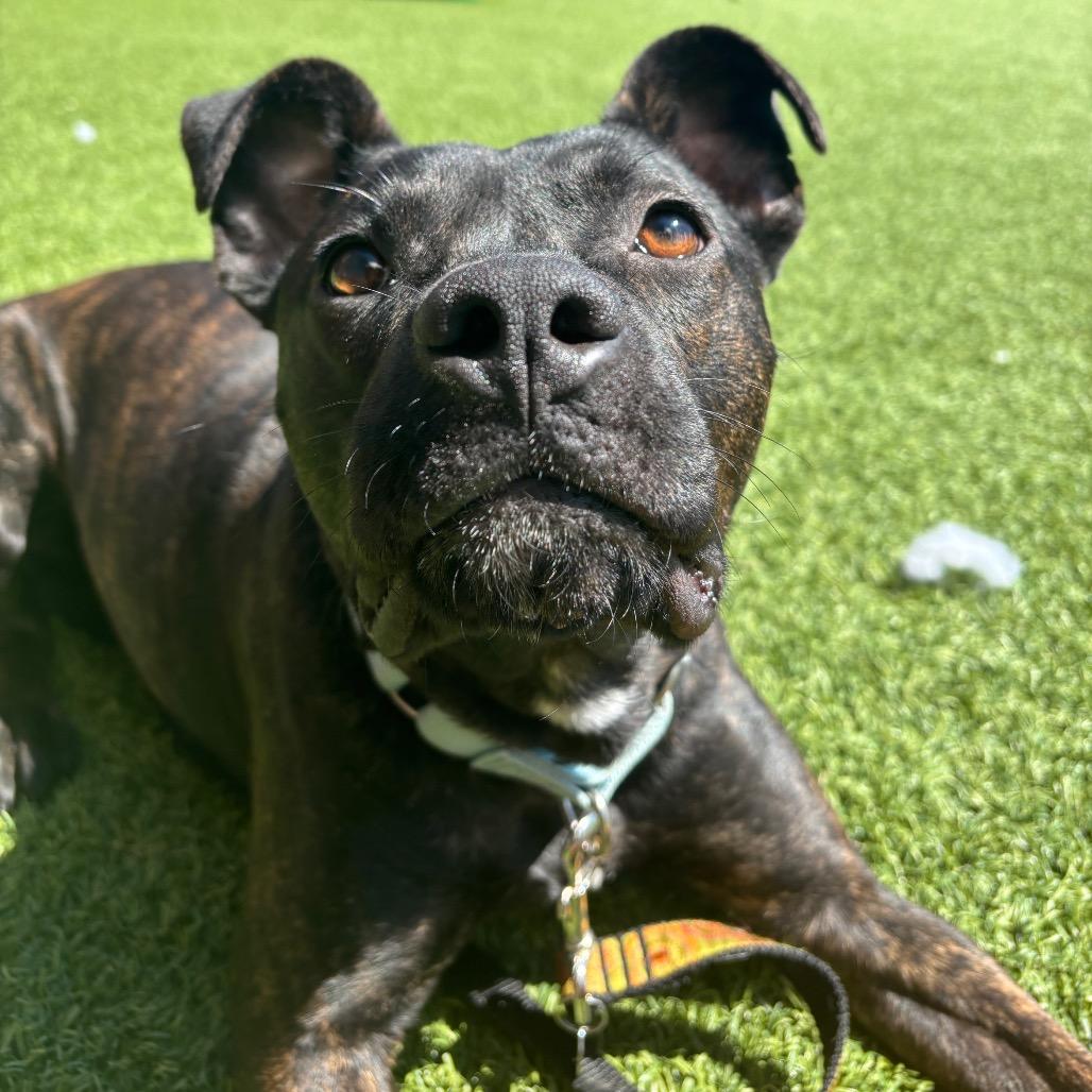 Enlarge Mercy, a Adoptable Mixed Breed in Washington Township, OH image 4/6