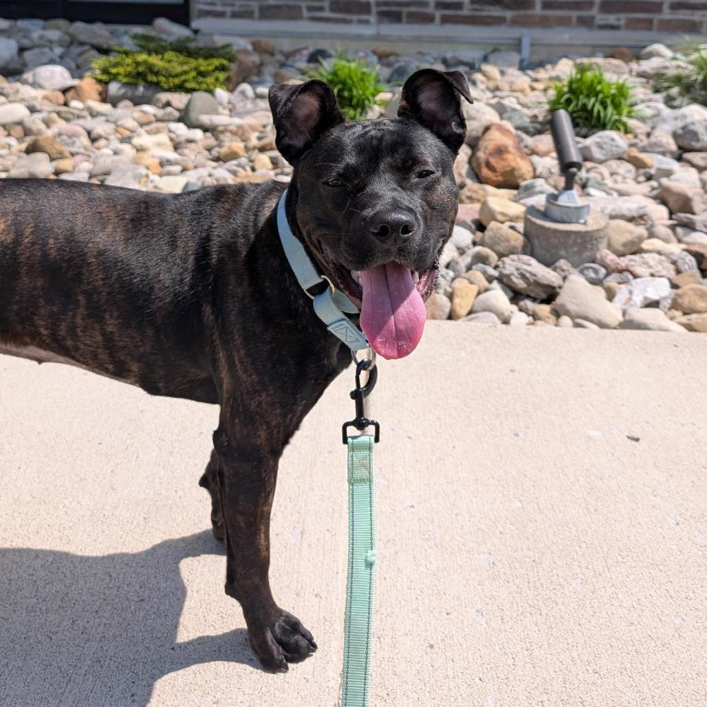 Enlarge Mercy, a Adoptable Mixed Breed in Washington Township, OH image 3/6