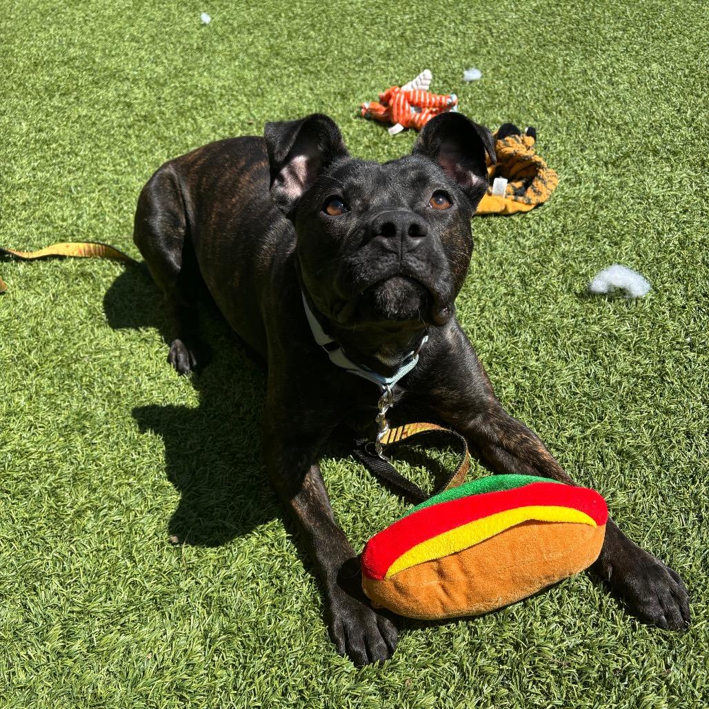 Enlarge Mercy, a Adoptable Mixed Breed in Washington Township, OH image 4/6