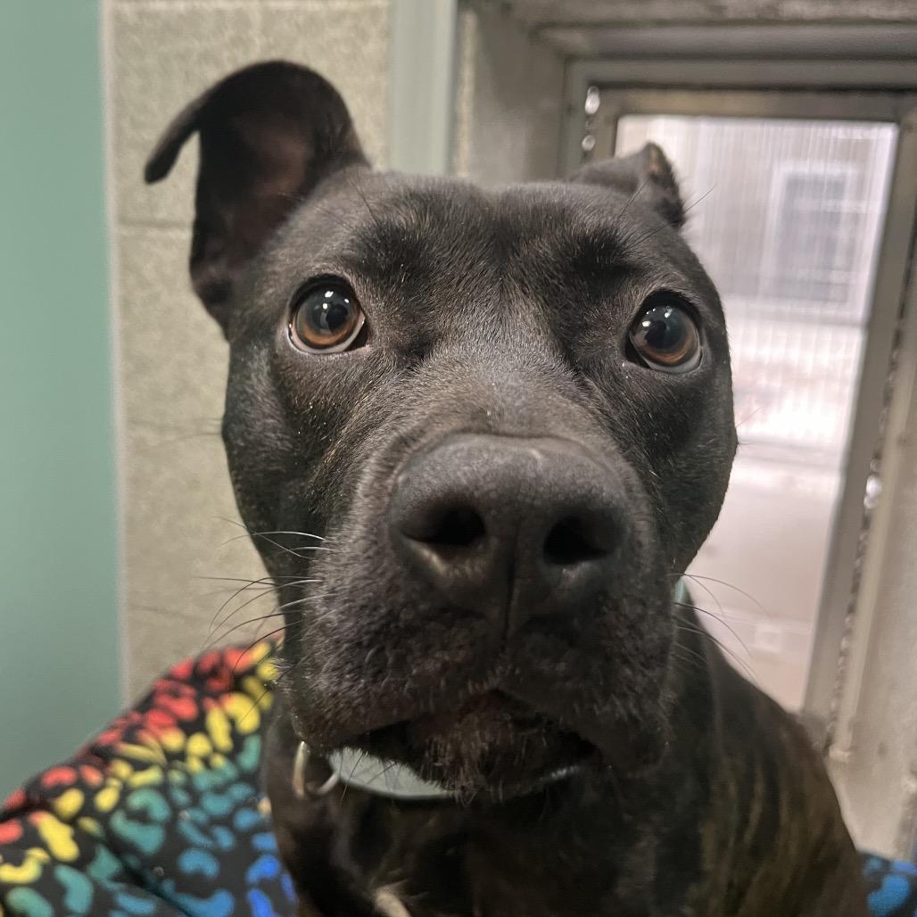 Enlarge Mercy, a Adoptable Mixed Breed in Washington Township, OH image 2/5