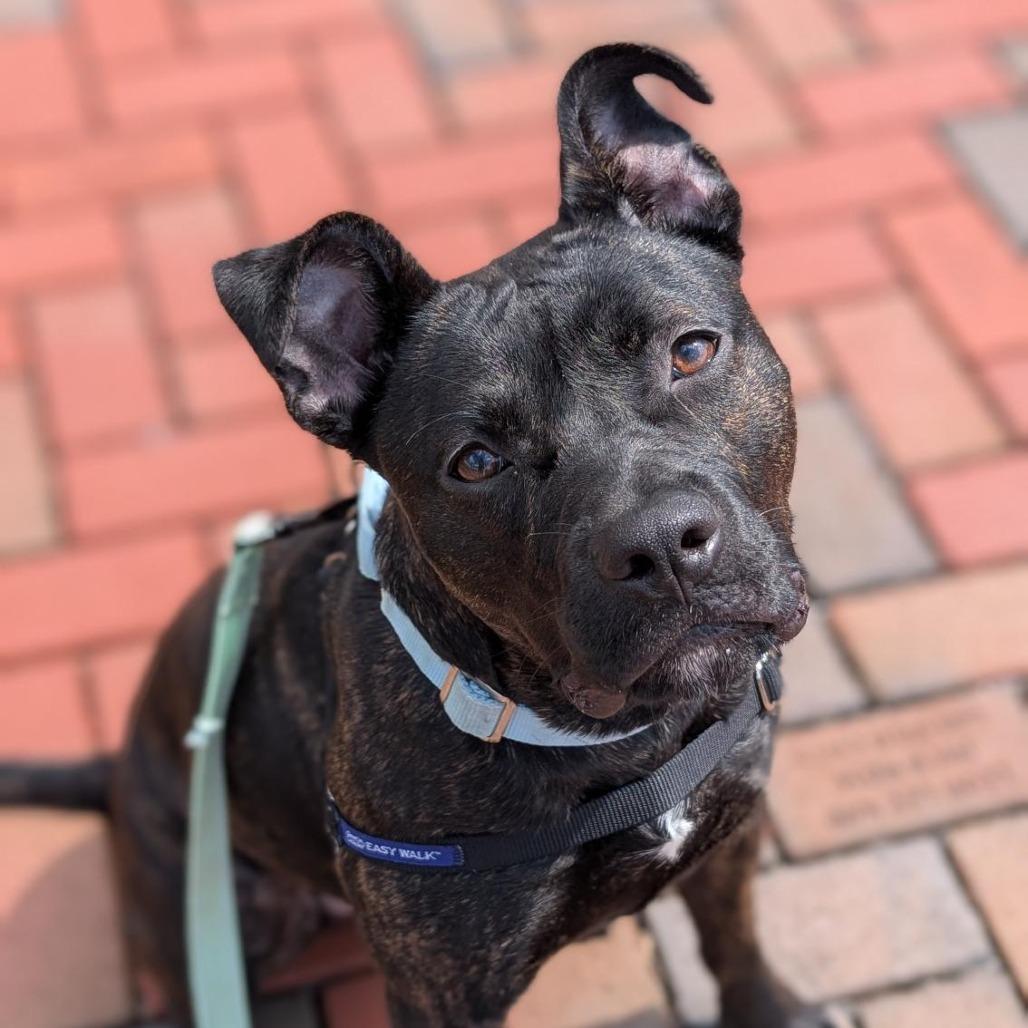 Mochi, a Adoptable Mixed Breed in Washington Township, OH image 4/6