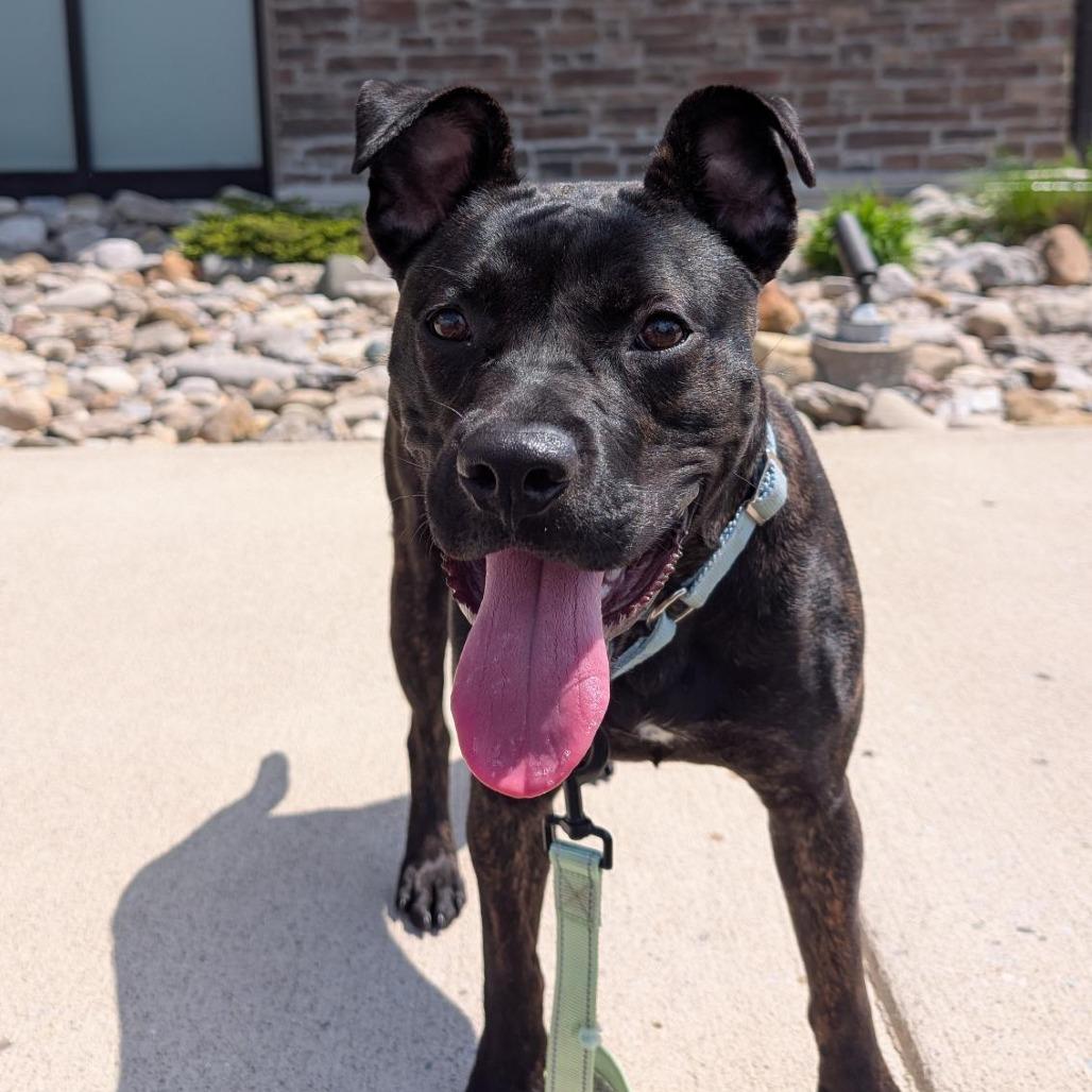 Enlarge Mercy, a Adoptable Mixed Breed in Washington Township, OH image 5/6