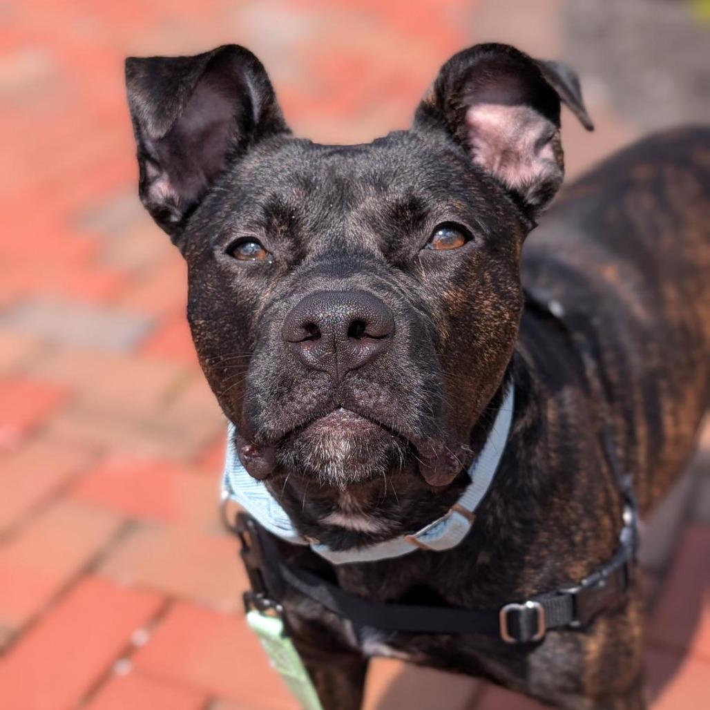 Enlarge Mercy, a Adoptable Mixed Breed in Washington Township, OH image 6/6