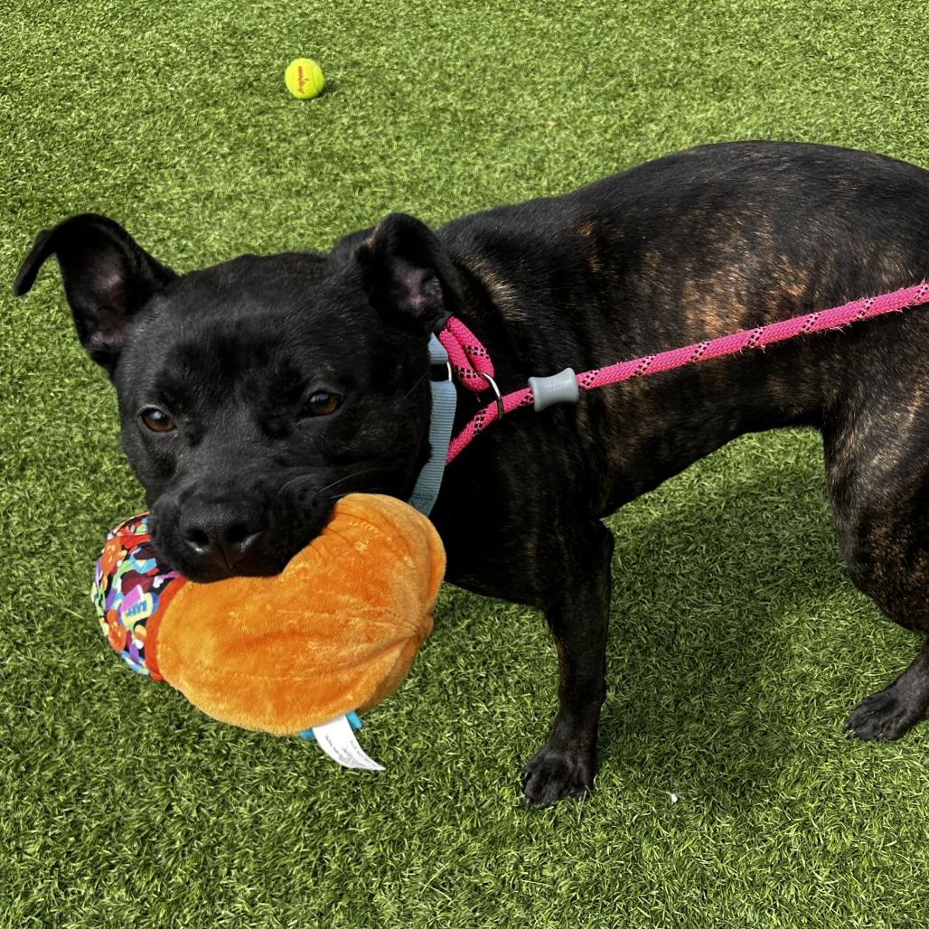 Enlarge Mercy, a Adoptable Mixed Breed in Washington Township, OH image 3/5