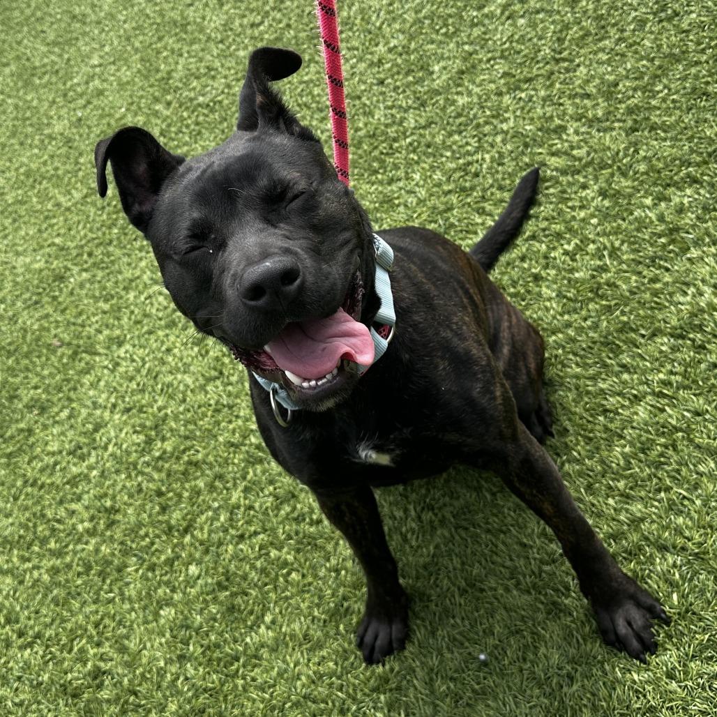 Enlarge Mercy, a Adoptable Mixed Breed in Washington Township, OH image 4/5