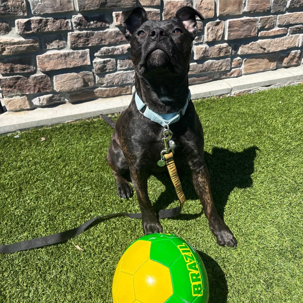 Enlarge Mercy, a Adoptable Mixed Breed in Washington Township, OH image 5/6