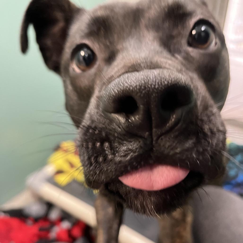 Enlarge Mercy, a Adoptable Mixed Breed in Washington Township, OH image 5/5