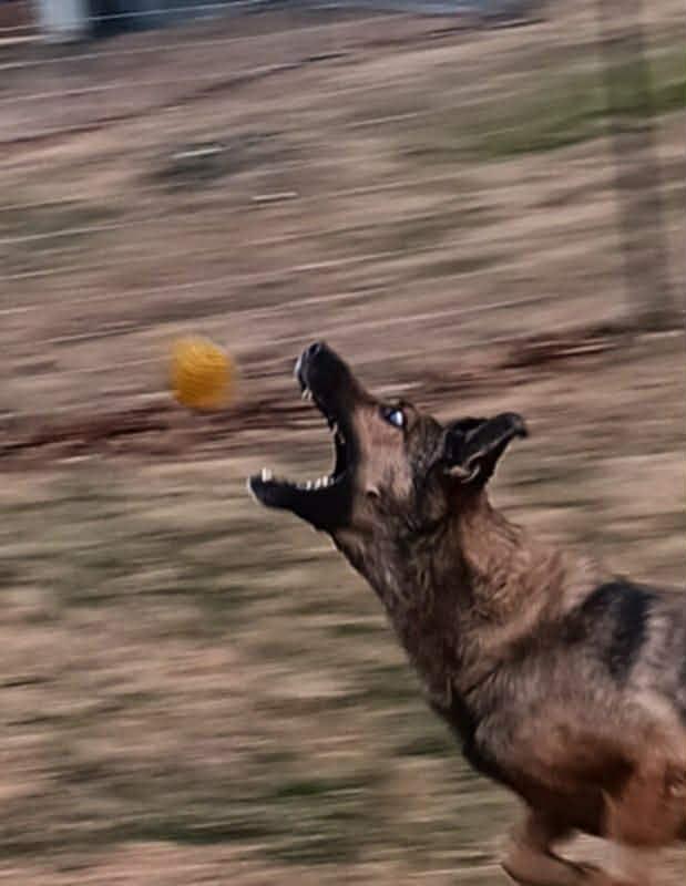 Enlarge Baron, a Adoptable mixed breed in Warrenton, VA image 3/4