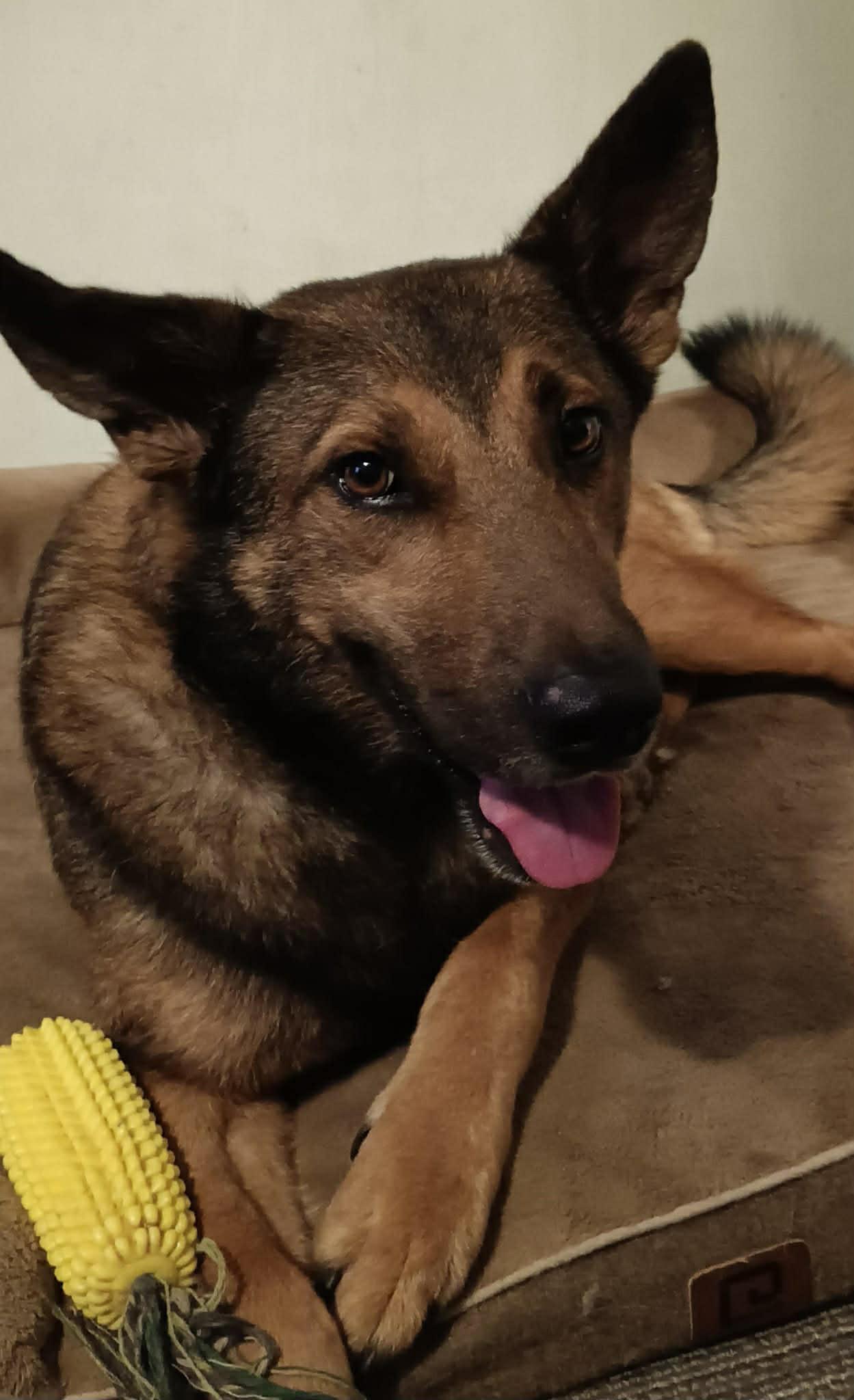 Baron, Adoptable, Adult Male German Shepherd Dog.