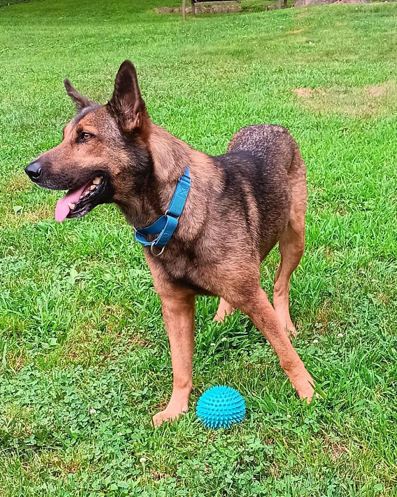 Enlarge Baron, a Adoptable mixed breed in Warrenton, VA image 2/4