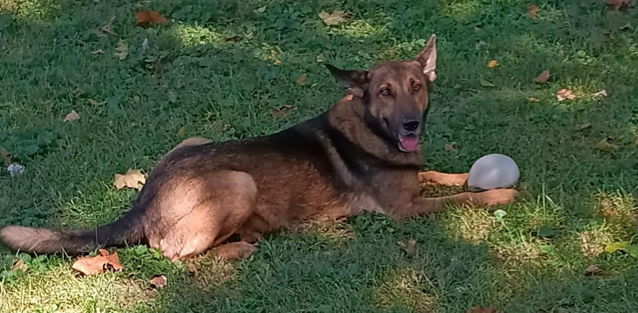 Enlarge Baron, a Adoptable mixed breed in Warrenton, VA image 4/4