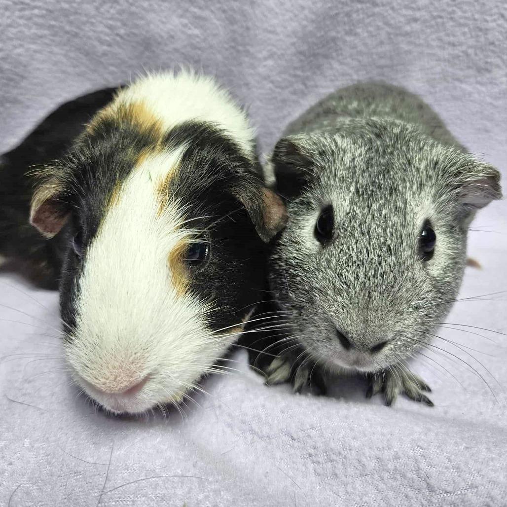 Pepper, Adoptable, Adult Female Guinea Pig.