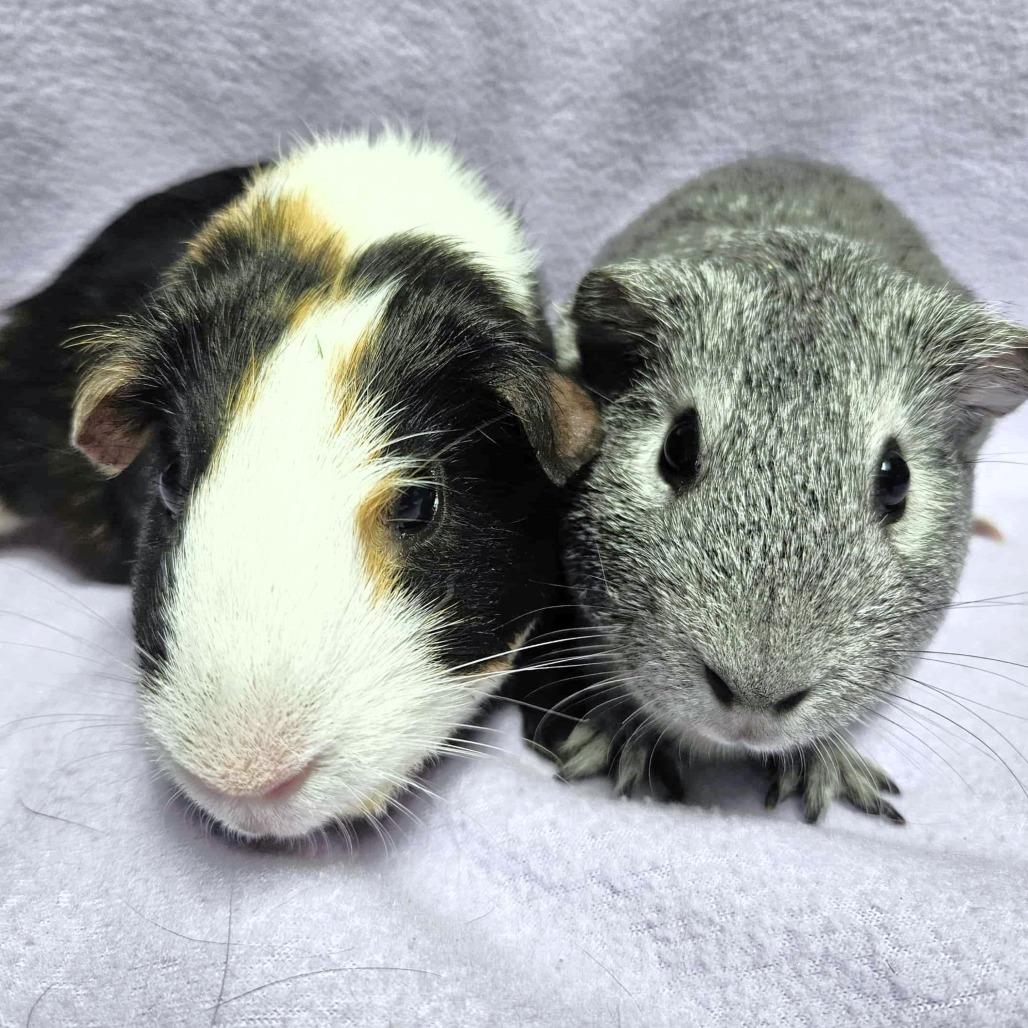 Enlarge Pepper, a Adoptable Guinea Pig in Michigan City, IN image 4/6