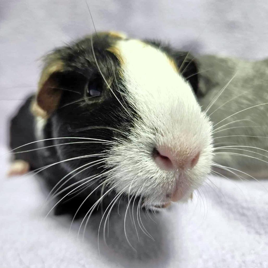 Enlarge Pepper, a Adoptable Guinea Pig in Michigan City, IN image 5/6