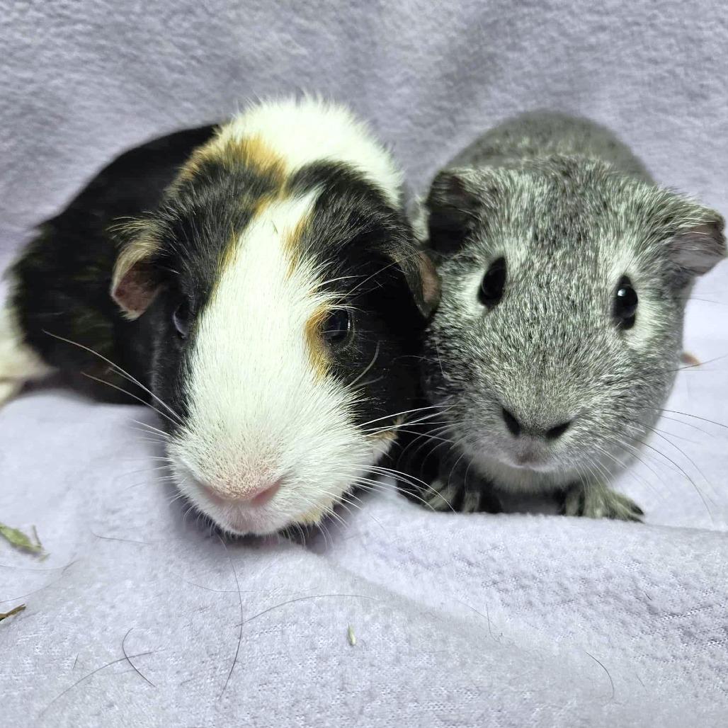 Enlarge Pepper, a Adoptable Guinea Pig in Michigan City, IN image 6/6