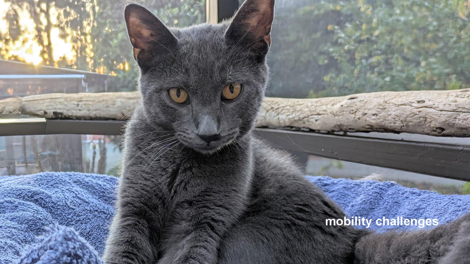Enlarge Samson, a Adoptable Domestic Short Hair in Santa Rosa, CA image 1/3