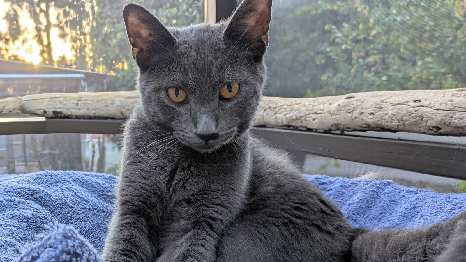 Samson, a Adoptable Domestic Short Hair in Santa Rosa, CA image 1/3
