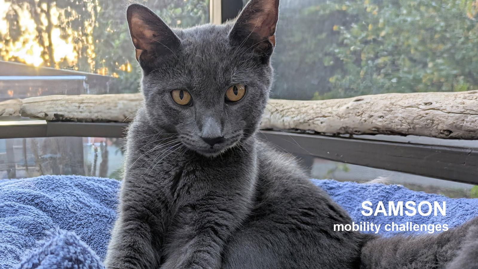 Samson, a Adoptable Domestic Short Hair in Santa Rosa, CA image 3/3
