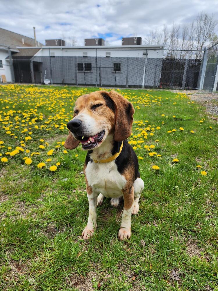 Enlarge Ollie, a Adoptable Beagle in Trenton, ME image 1/4