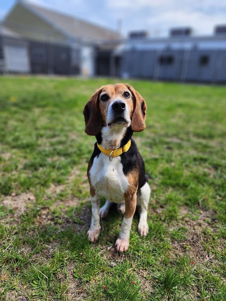 Enlarge Ollie, a Adoptable Beagle in Trenton, ME image 2/4