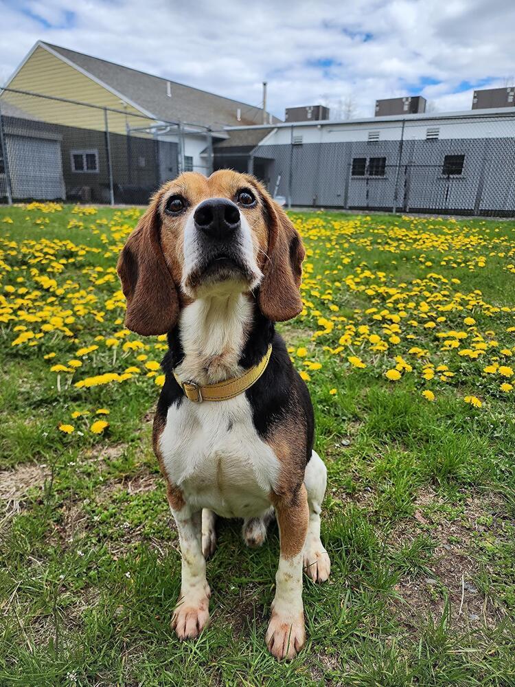 Enlarge Ollie, a Adoptable Beagle in Trenton, ME image 3/4