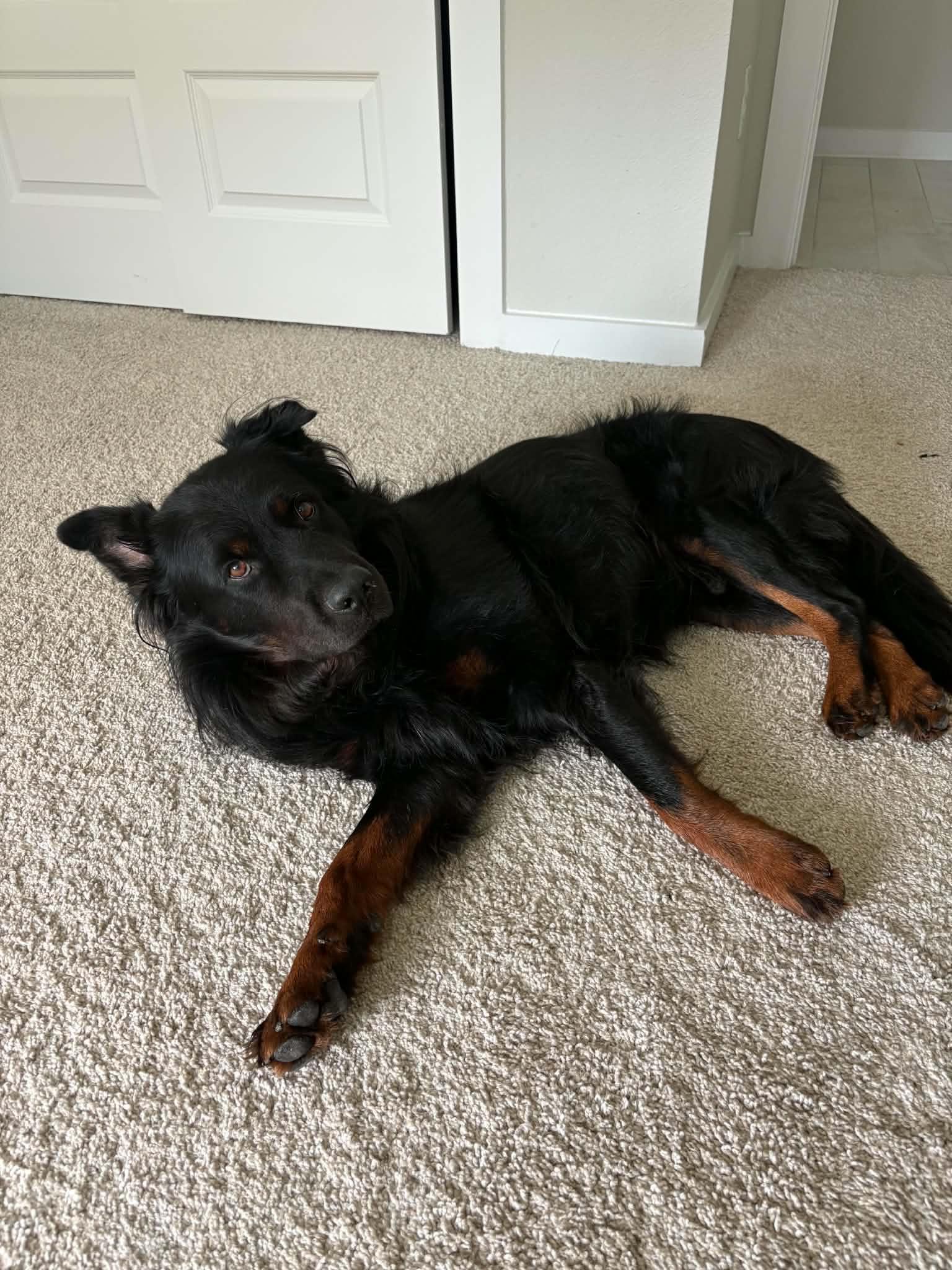 Enlarge Benny, a Adoptable mixed breed in Dix Hills, NY image 4/6