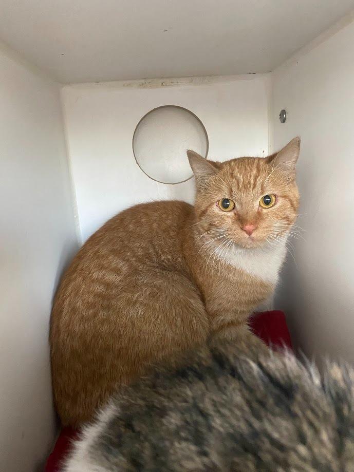 Debbie, Adoptable, Young Female Domestic Short Hair.