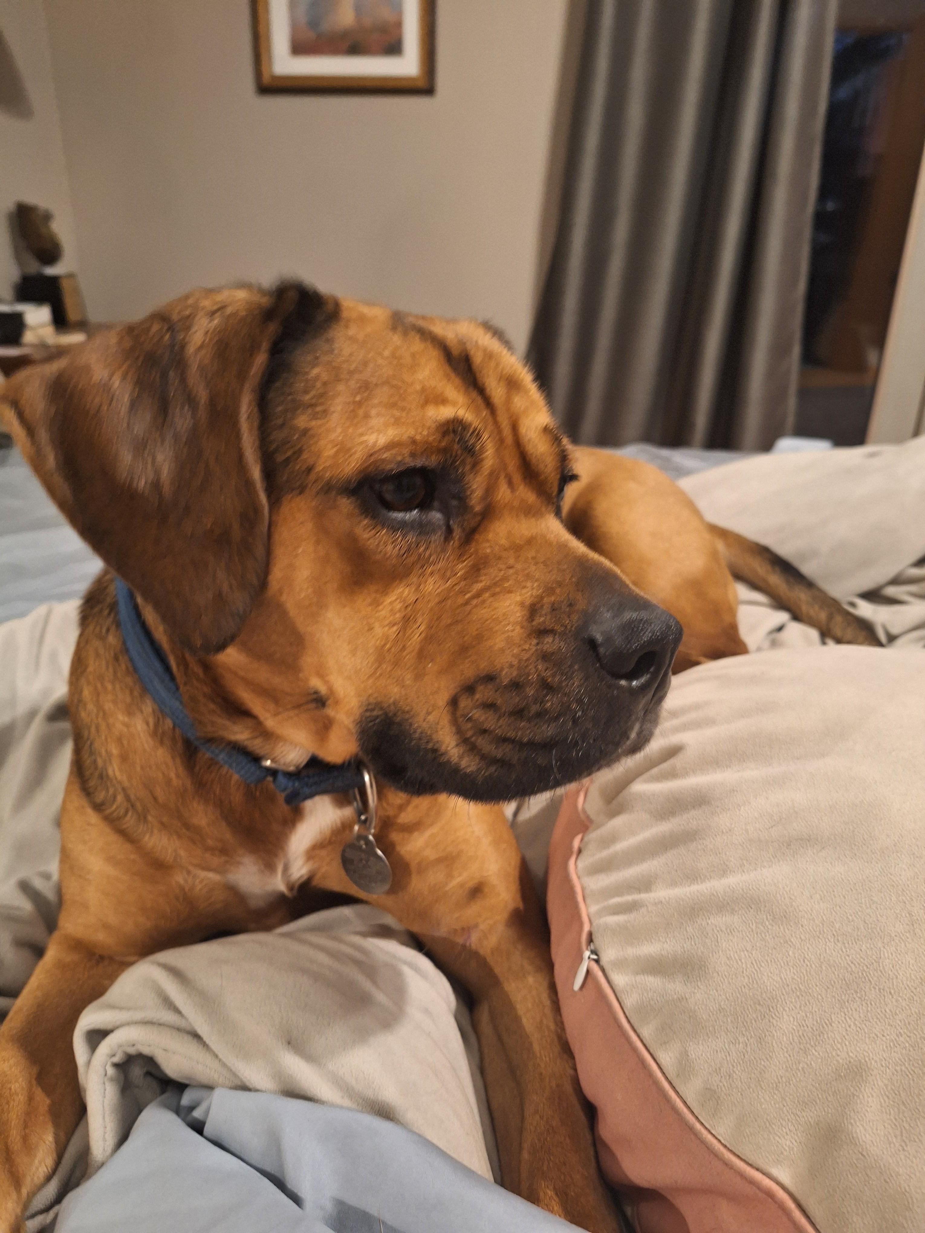 Red, Adoptable, Adult Male Beagle & Mastiff.