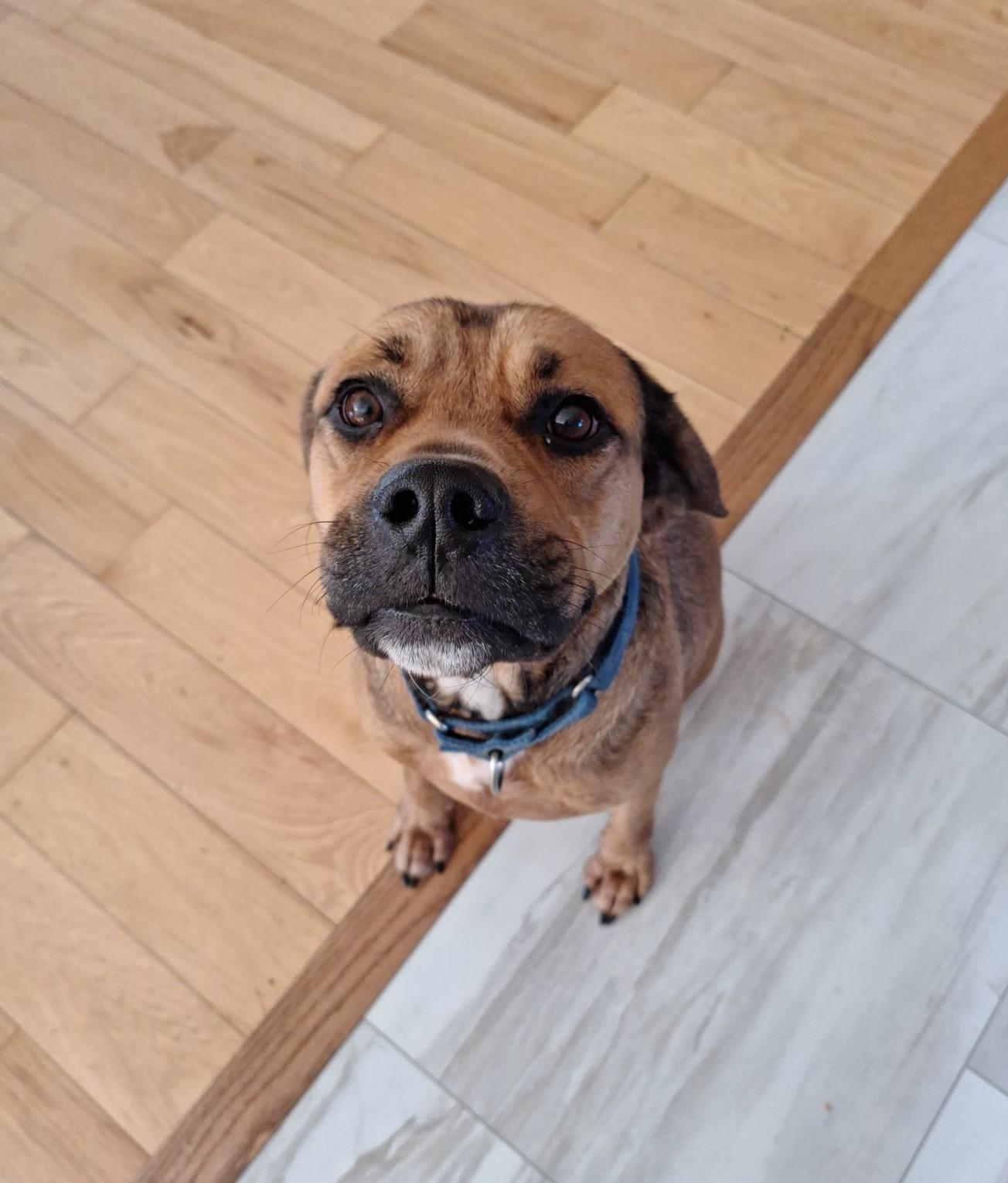 Enlarge Red, a Adoptable mixed breed in Paw Paw, MI image 3/5