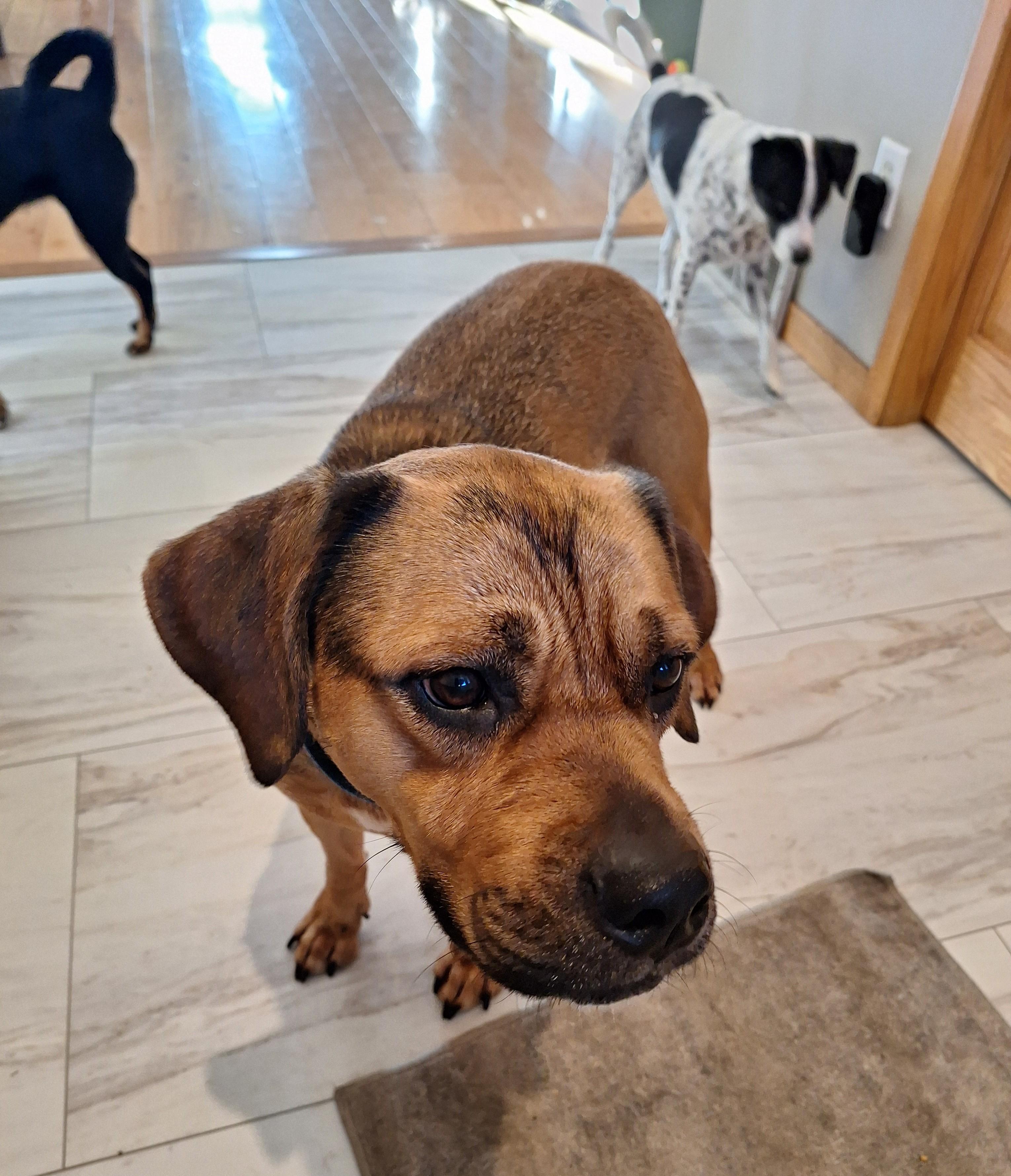 Enlarge Red, a Adoptable mixed breed in Paw Paw, MI image 4/5