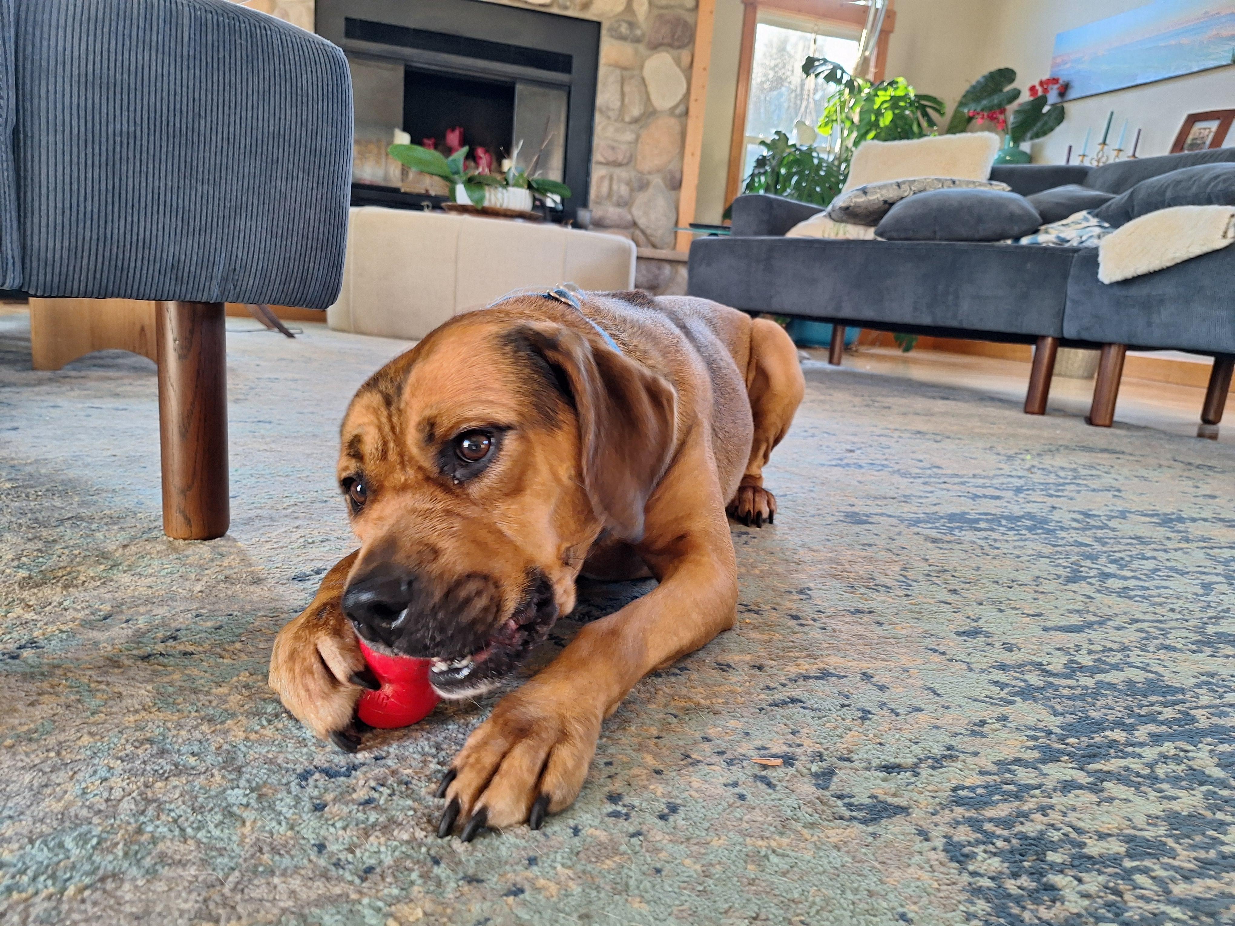 Enlarge Red, a Adoptable mixed breed in Paw Paw, MI image 5/5