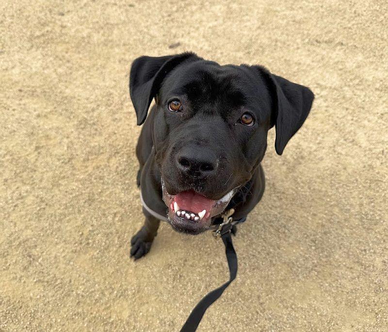 Sofa, ADOPTABLE, Puppy Female Labrador Retriever & Mastiff.