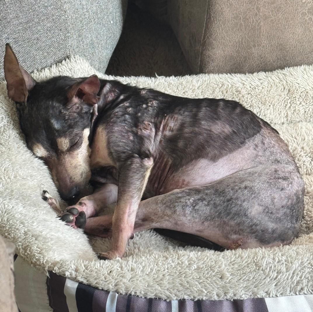 Nina, a ADOPTABLE mixed breed in Spring, TX image 4/5