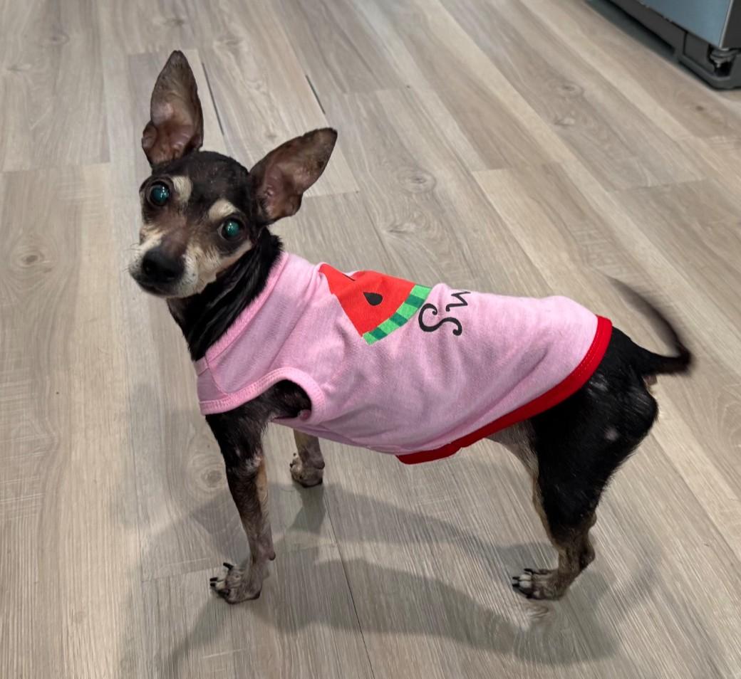 Nina, a ADOPTABLE mixed breed in Spring, TX image 5/5